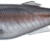 MAJOR CRAFT - STABI SHAD 10 CM - LIVE AJI