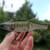 GRASSROOTS - GRAND EDGE 190 SF - SUNSHINE LARGE MOUTH BASS