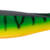 RAM SHAD - 10.5" - FIRE TIGER