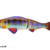 LIGHTREAL S175J - 11 NATURAL GILL