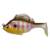 SLEEPER GILL 3.2 - GILL
