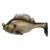 SLEEPER GILL 3.2 -BROWNIE