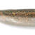 ISANA 4.8" - #20 Smoke Back Hologram
