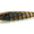 ND 25 - C-22
