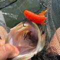 Fat Ika Gary Yamamoto : le leurre souple qui intrigue les black bass